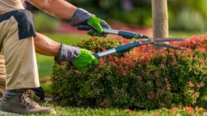 Professional Landscaping Service in Dubai